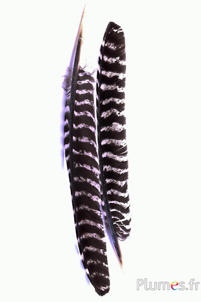 Dindon bronze - 33-38 cm - blanc-noir naturel